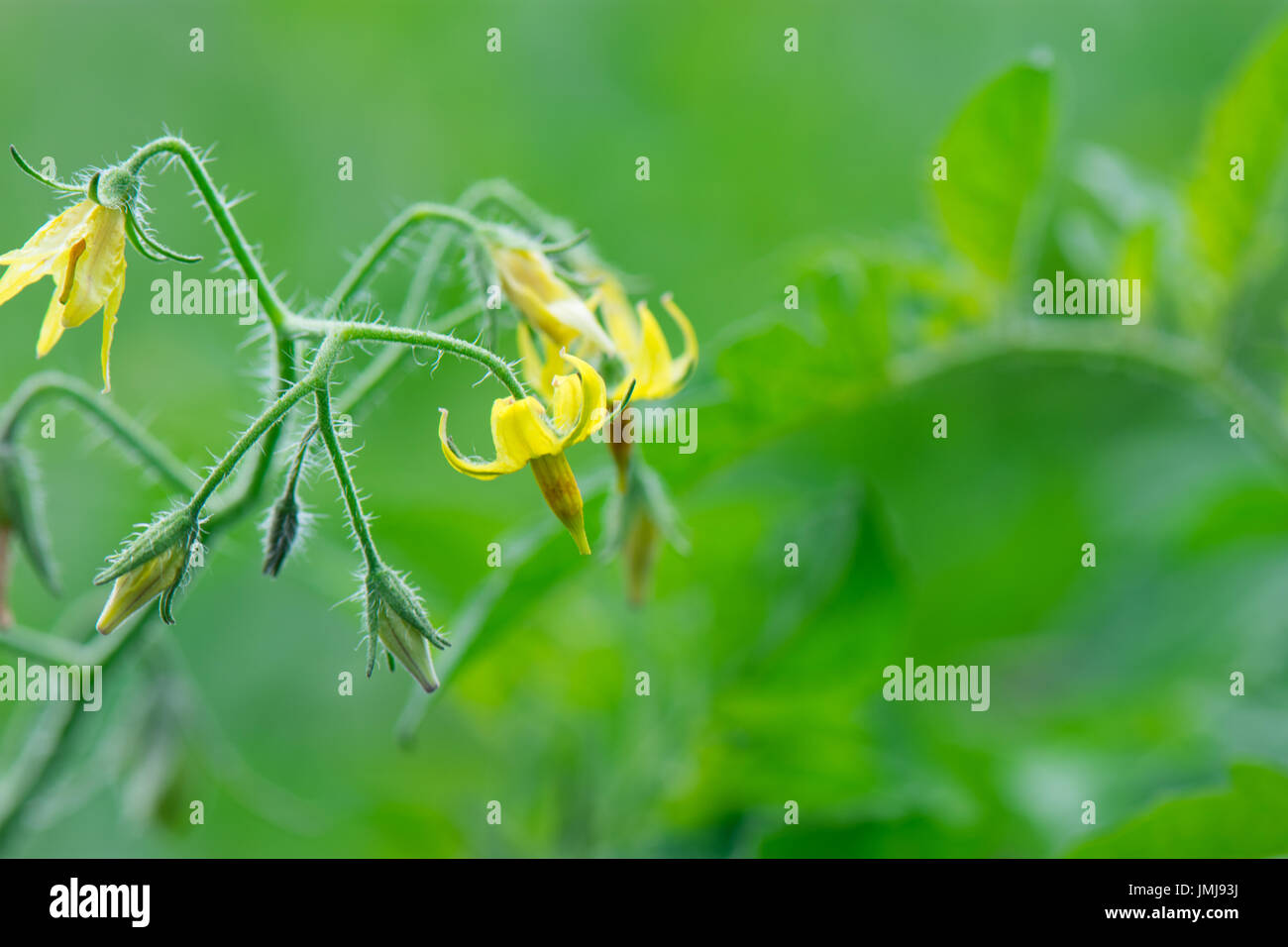 Fiori di pomodoro in primo piano del giardino vegetale Foto Stock