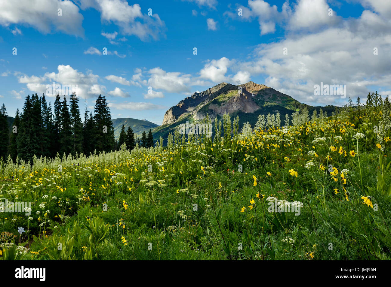 Fiori selvaggi e montagna gotico (12,631 ft.) da Rustler Gulch, la Foresta Nazionale di Gunnison, vicino a Crested Butte, Colorado, STATI UNITI D'AMERICA Foto Stock