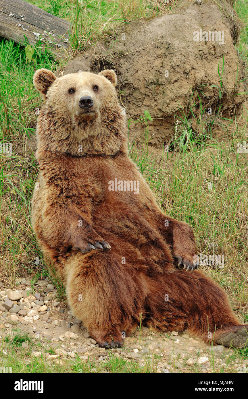 Kodiak Bear, Kodiak, Alaska / (Ursus arctos middendorffi) | Kodiakbaer / (Ursus arctos middendorffi) / Kodiakbär Foto Stock