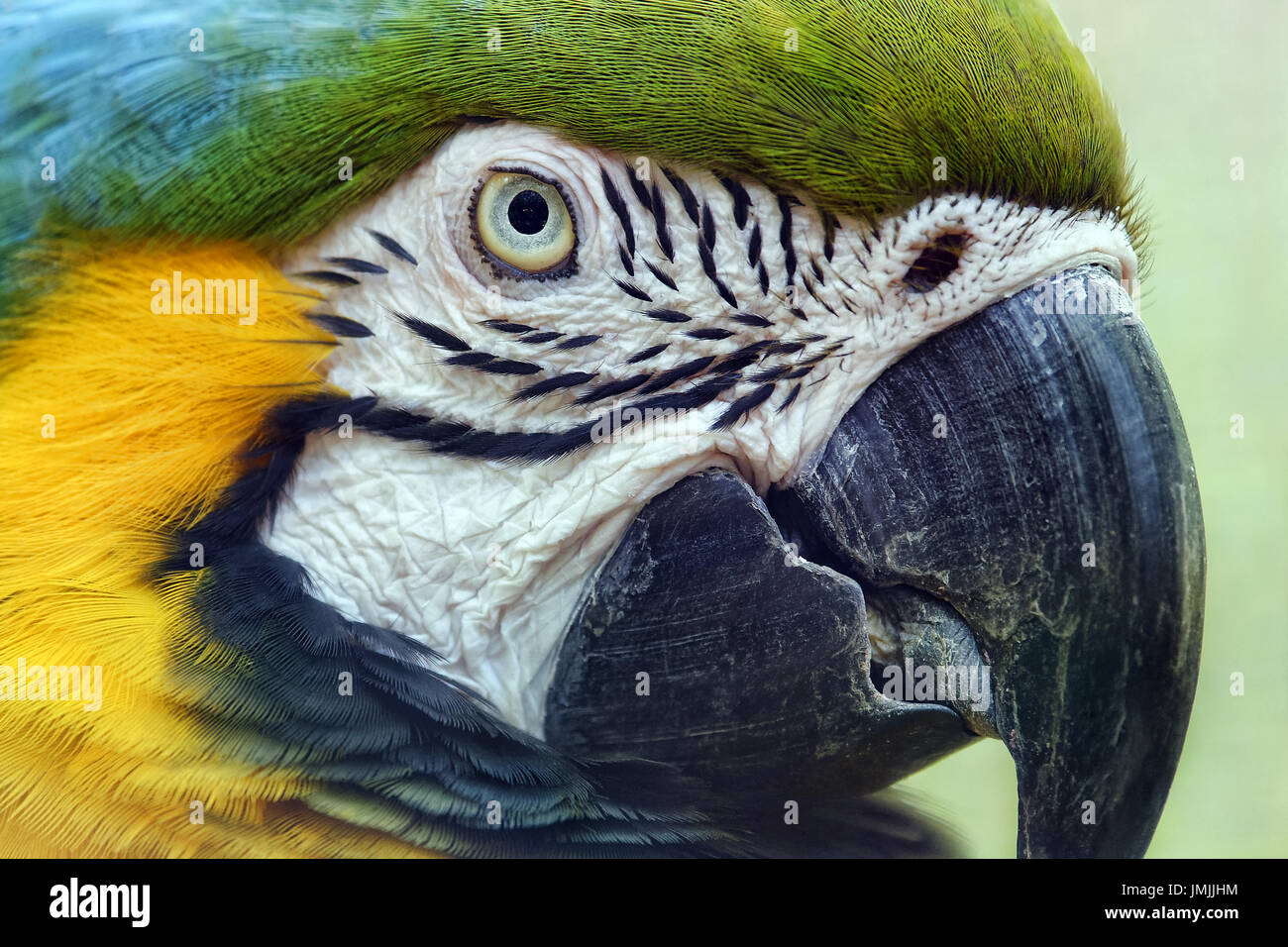 Blu-giallo macaw - Ara ararauna Foto Stock