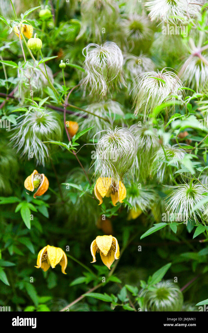 I fiori gialli e le teste di serie lanuginose di Clematis Tangutica 'Bill Mackenzie', Inghilterra, Regno Unito Foto Stock
