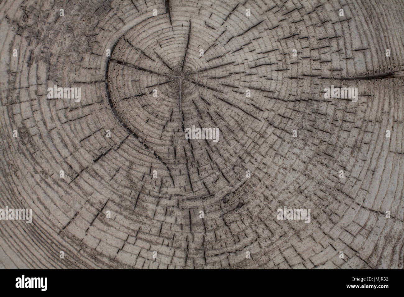 Texture di legno naturale, tronco di albero Foto Stock