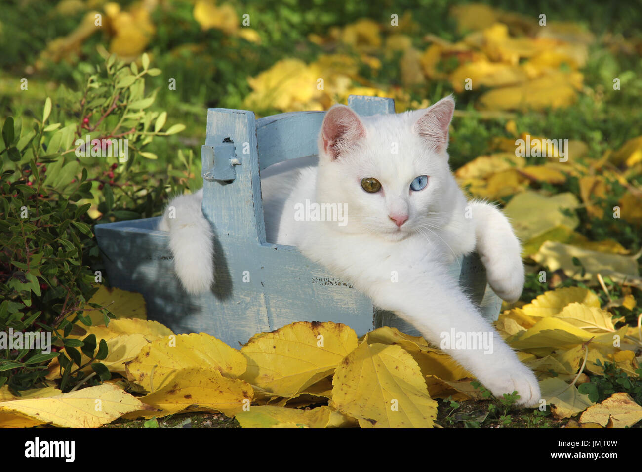 Il gatto domestico, bianco, odd-eyed, giacente in un vaso da fiori in autunno lasciare Foto Stock