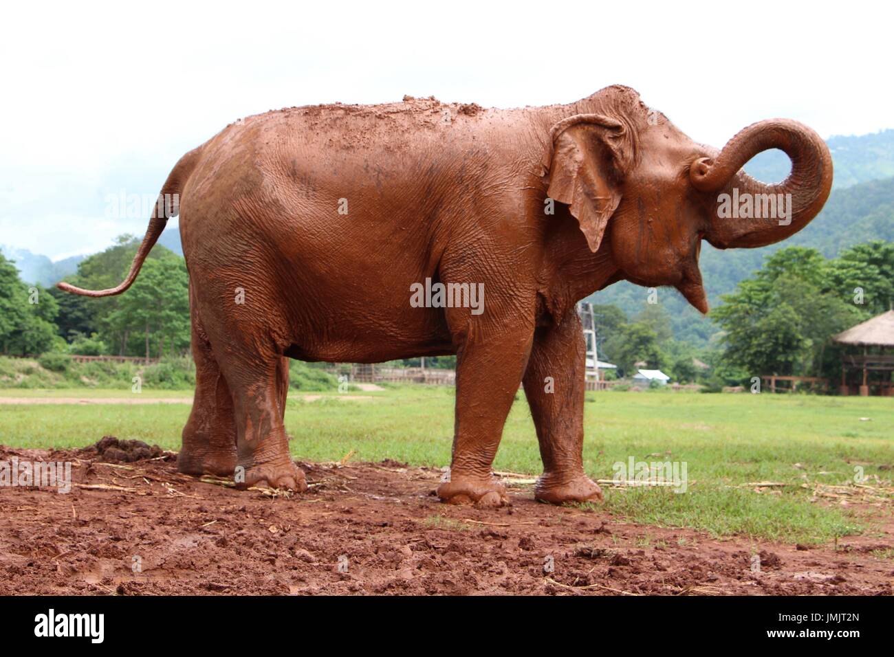 Una sonnolenta elephant sbadigli Foto Stock