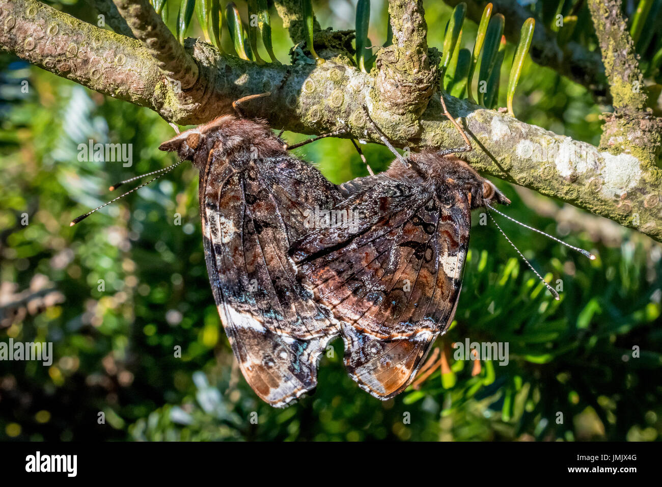 Due farfalle coniugata su un ramo. Foto Stock