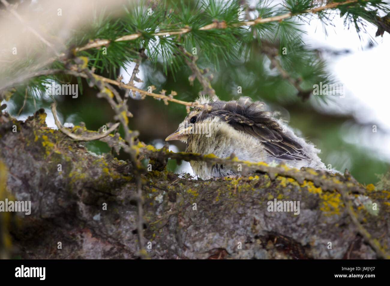 Fauna selvatica montana. Pulcino di throstle su un larice. Alpi italiane, Valle d'Aosta, 1700 metri di altitudine. Foto Stock