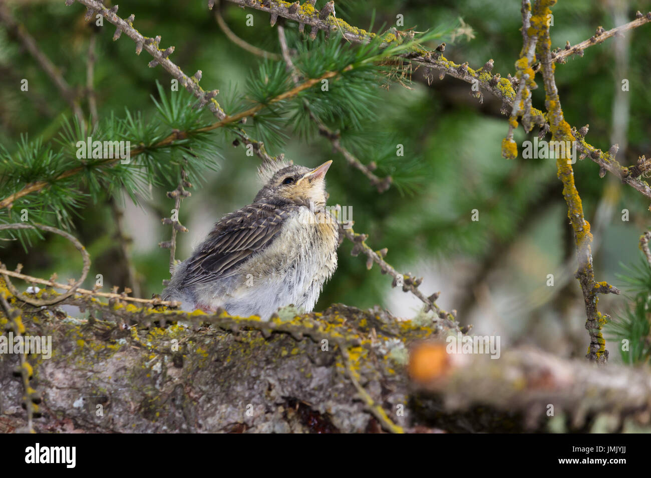 Fauna selvatica montana. Pulcino di throstle su un larice. Alpi italiane, Valle d'Aosta, 1700 metri di altitudine. Foto Stock
