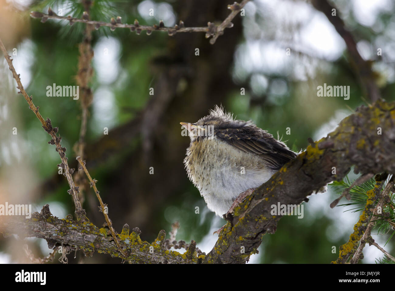 Fauna selvatica montana. Pulcino di throstle su un larice. Alpi italiane, Valle d'Aosta, 1700 metri di altitudine. Foto Stock