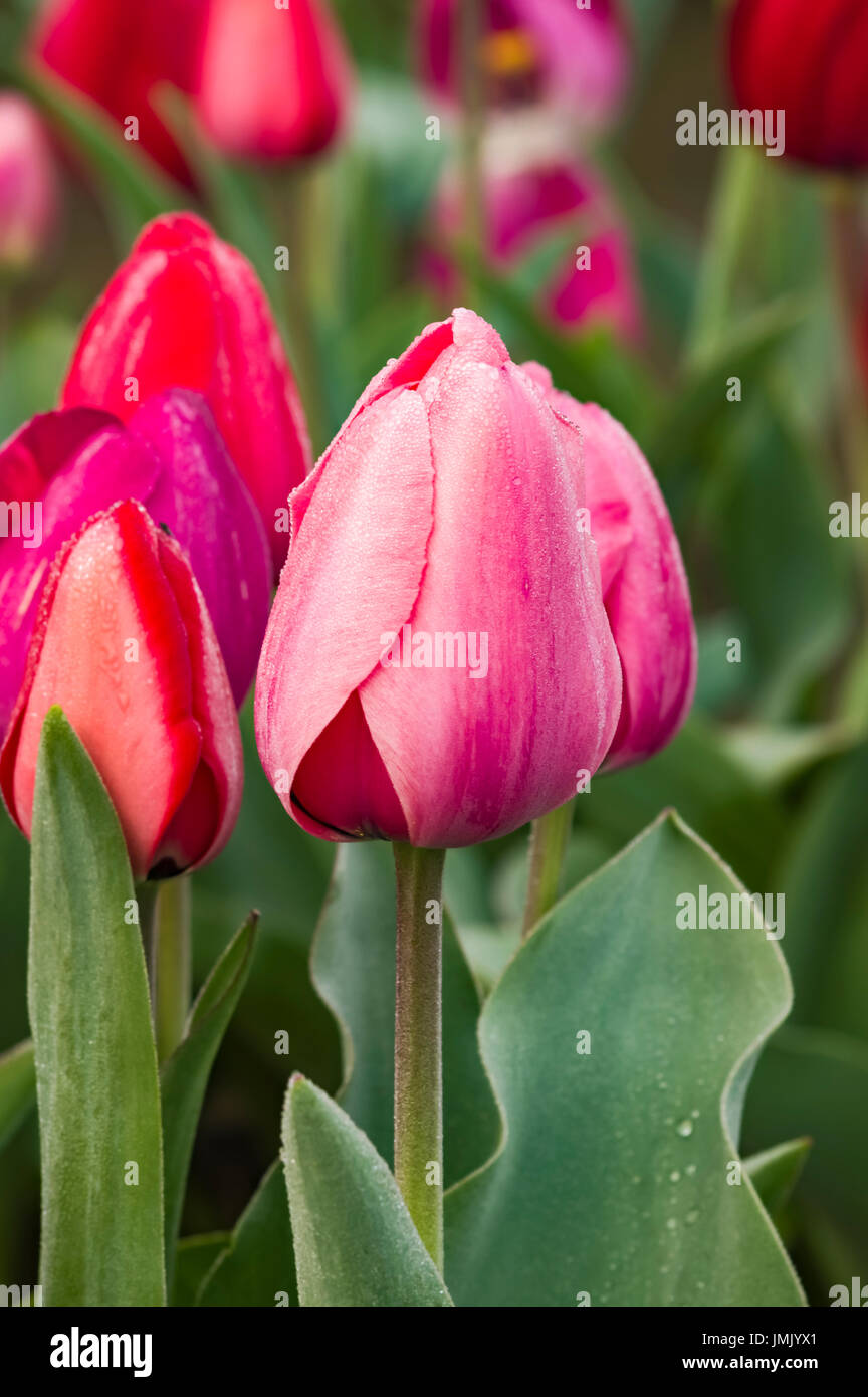 Rosa in fiore tulip fiori sulla lampadina farm Foto Stock