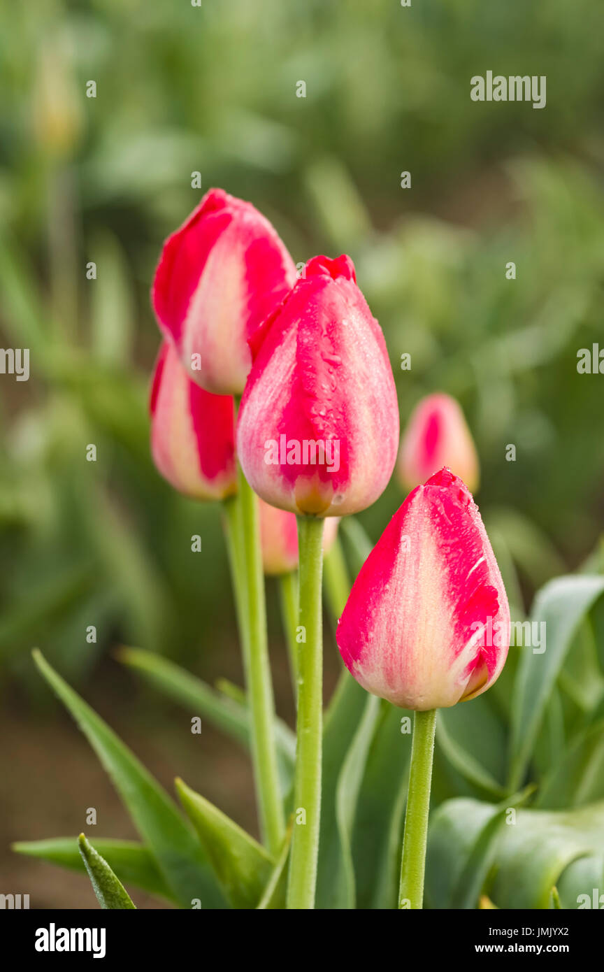 Rosa in fiore tulip fiori sulla lampadina farm Foto Stock