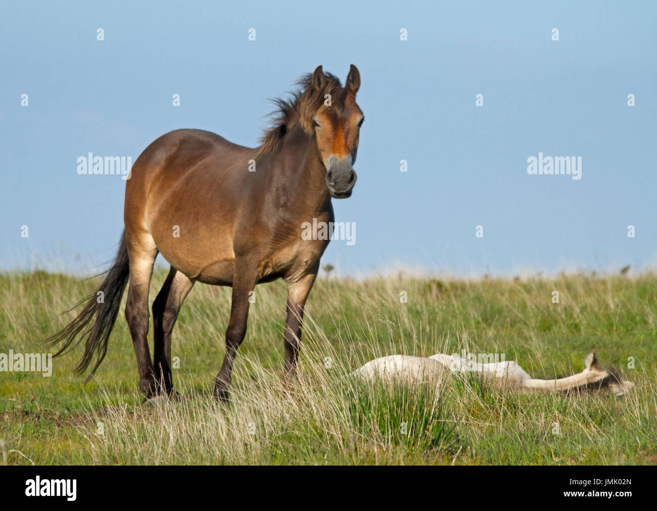 Exmoor pony mare con il bianco puledro sdraiato sul moor contro il cielo blu in Inghilterra Foto Stock