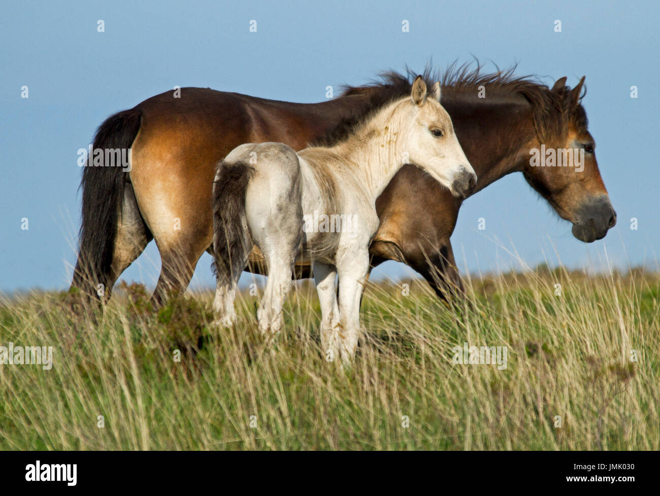 Brown Exmoor pony mare con insolita di puledro bianco contro il cielo blu sulla lingua inglese moor Foto Stock