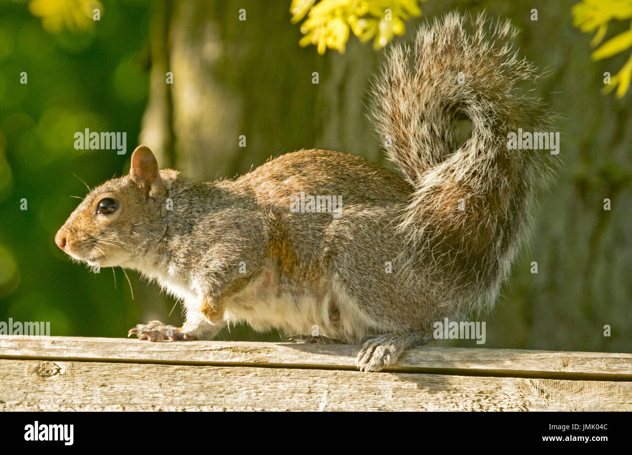Vista panoramica di scoiattolo grigio, Sciurus carolinensis, sulla recinzione in legno in giardino urbano in Inghilterra Foto Stock