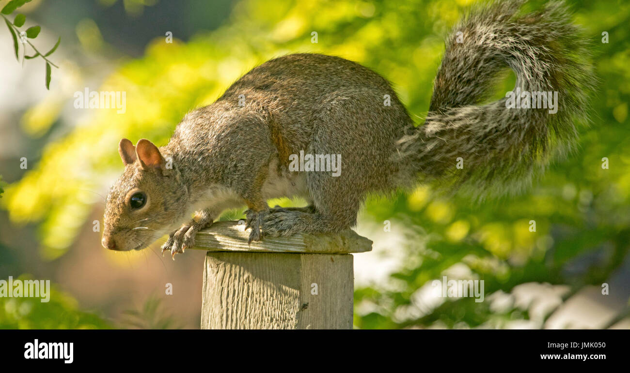 Vista panoramica di grigio squirre, Sciurus carolinensis,l sulla staccionata in legno post sullo sfondo del fogliame verde in inglese Urban garden Foto Stock