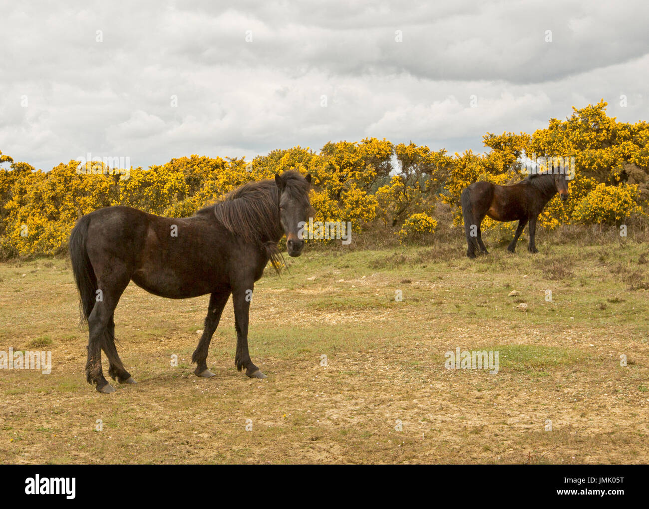 New Forest pony selvatici in contro lo sfondo di fioritura delle ginestre in Inghilterra Foto Stock