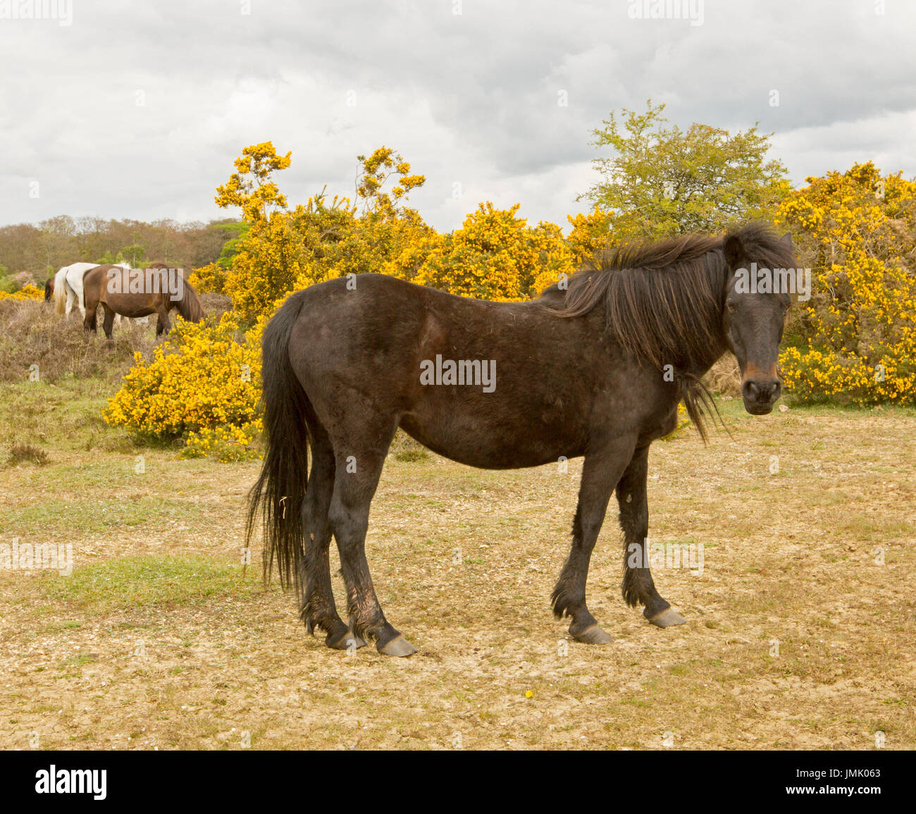 New Forest pony selvatici in contro lo sfondo di fioritura delle ginestre in Inghilterra Foto Stock