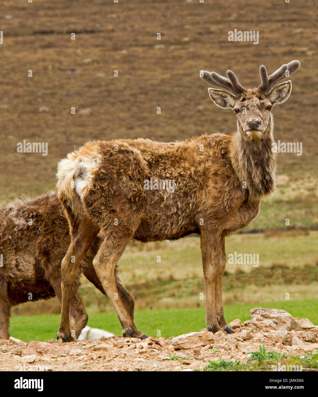 Red Deer nelle highlands scozzesi guardando la fotocamera Foto Stock