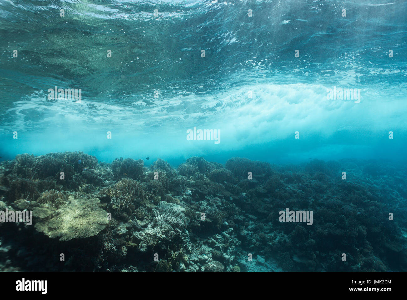 Un sano bella barriera corallina con tavolo coralli in onde sulla superficie del mare rosso vicino a Hurghada, Egitto. Foto Stock