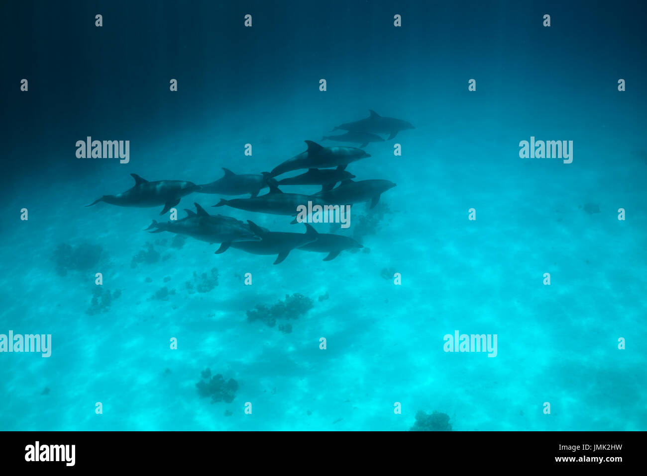 Una scuola di wild i delfini nuotare nelle acque cristalline del Mar Rosso vicino a Hurghada, Egitto. Foto Stock