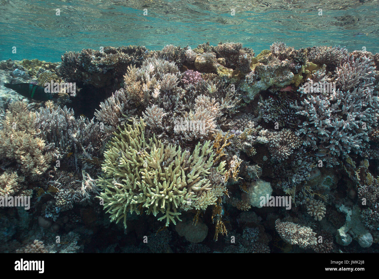 Un sano bella barriera corallina con coralli duri nelle acque cristalline del Mar Rosso vicino a Hurghada, Egitto. Foto Stock
