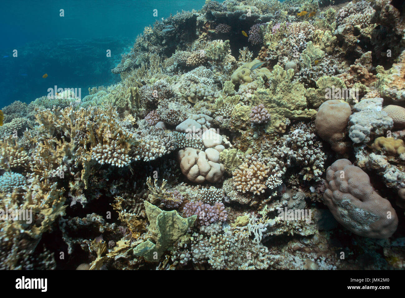 Un sano bella barriera corallina con coralli duri nelle acque cristalline del Mar Rosso vicino a Hurghada, Egitto. Foto Stock
