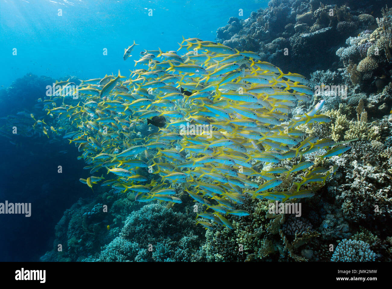 Una scuola di goatfish (Mulloidichthys vanicolensis) con sano bella barriera corallina in acque cristalline del Mar Rosso vicino a Hurghada, Egitto. Foto Stock