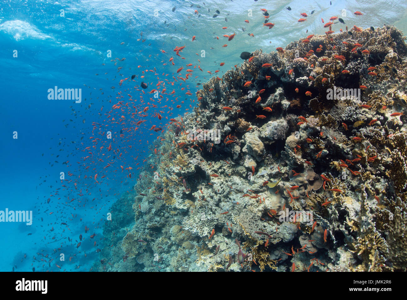 Una scuola di anthias (Pseudanthias squamipinnis) con pesce sano bella barriera corallina in acque cristalline del Mar Rosso vicino a Hurghada, Egitto. Foto Stock