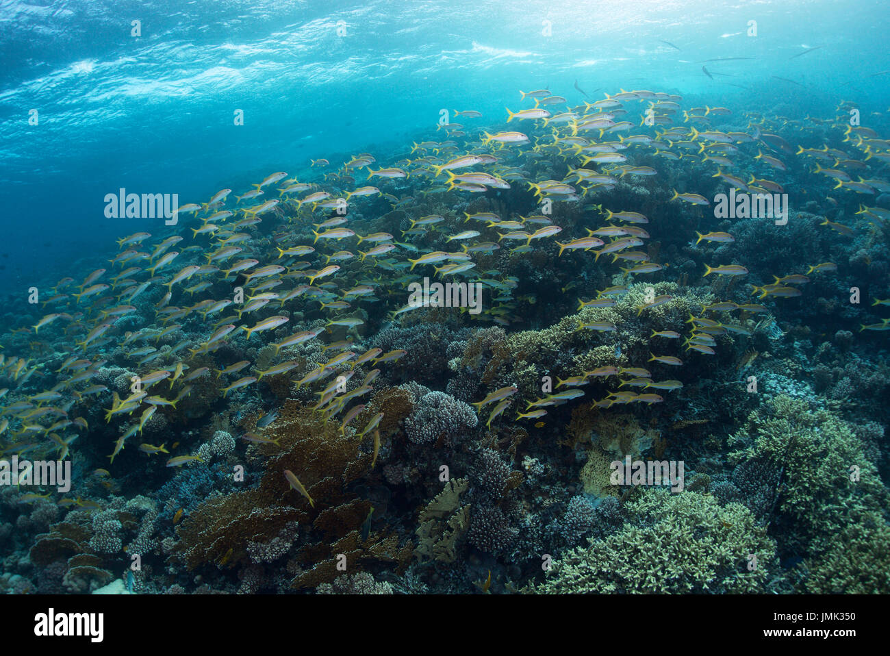 Un sano bella barriera corallina con una scuola di goatfish nelle acque cristalline del Mar Rosso vicino a Hurghada, Egitto. Foto Stock