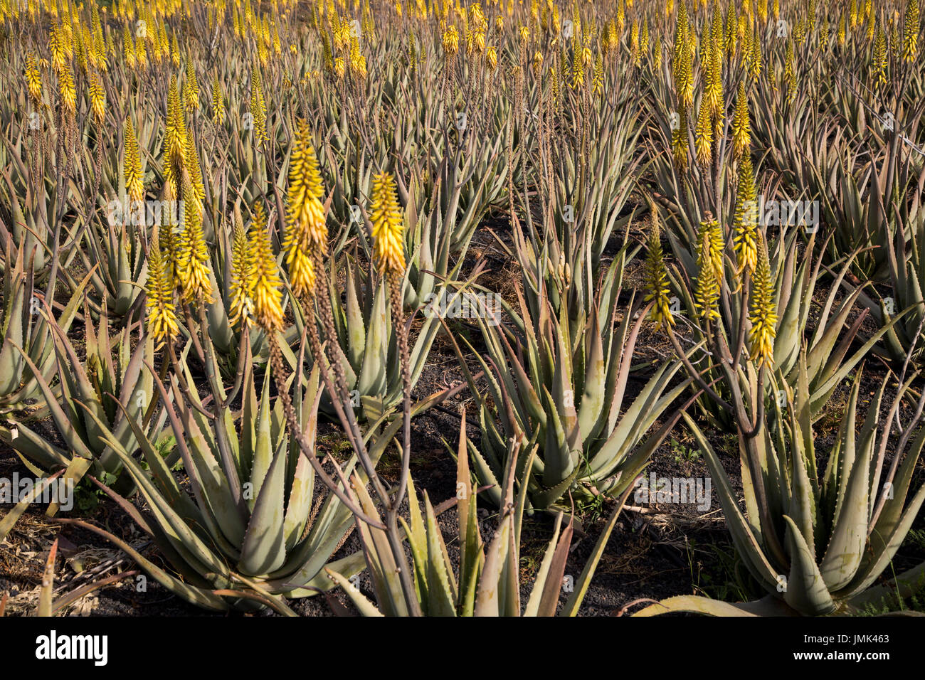 Aloe vera piante che crescono nel campo, Oliva, Fuerteventura, Isole Canarie, Spagna Foto Stock