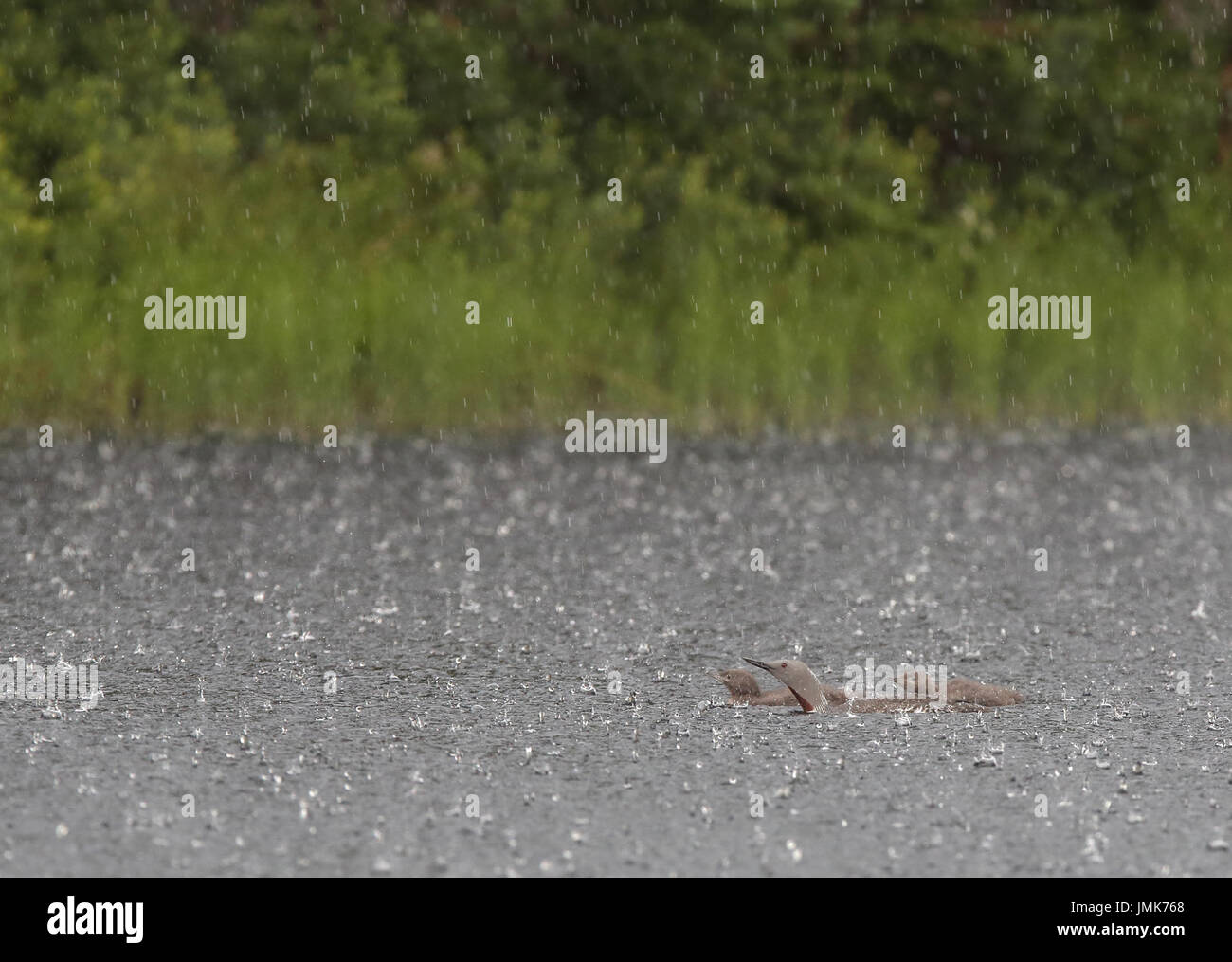 loon a gola rossa, subacqueo a gola rossa, nuoto sotto la pioggia. Loons in downpour Foto Stock