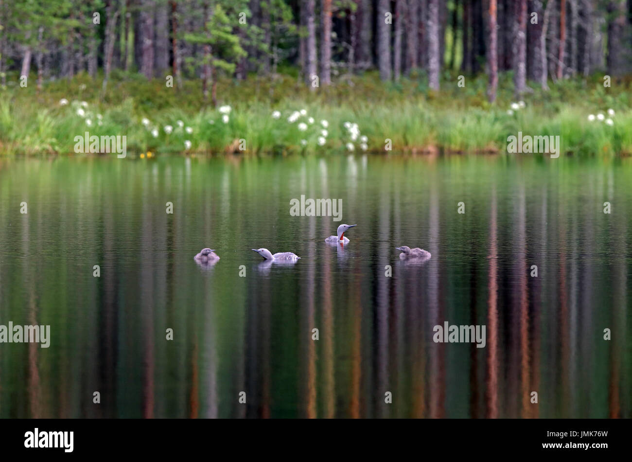 Famiglia loon con gola rossa / famiglia subacquea con gola rossa nel lago della foresta calmo Foto Stock