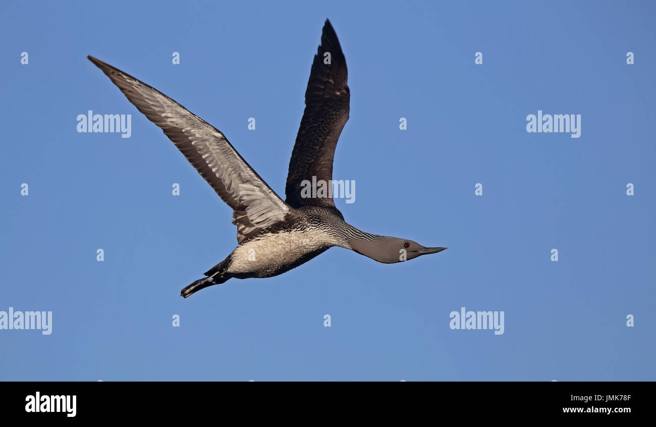 Flying Red-Throated loon, Red-Throated Diver, volare, allevamento piumaggio Foto Stock