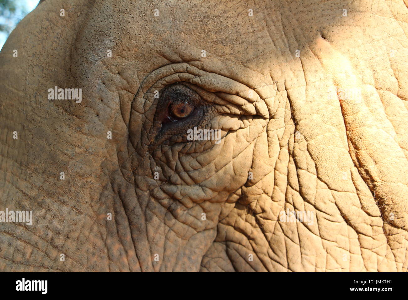 La sentimentale occhio di un elefante a Elephant Nature Park Foto Stock