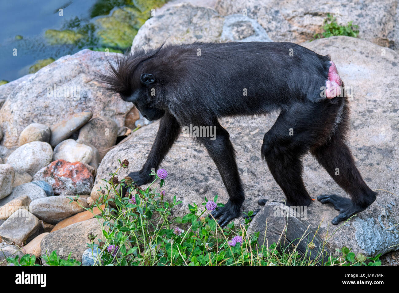 Celebes macaco crestato crestato / nero / macaco Sulawesi macaco crestato / nero ape (Macaca nigra) ricettivo che mostra femmina rosso natiche gonfie Foto Stock