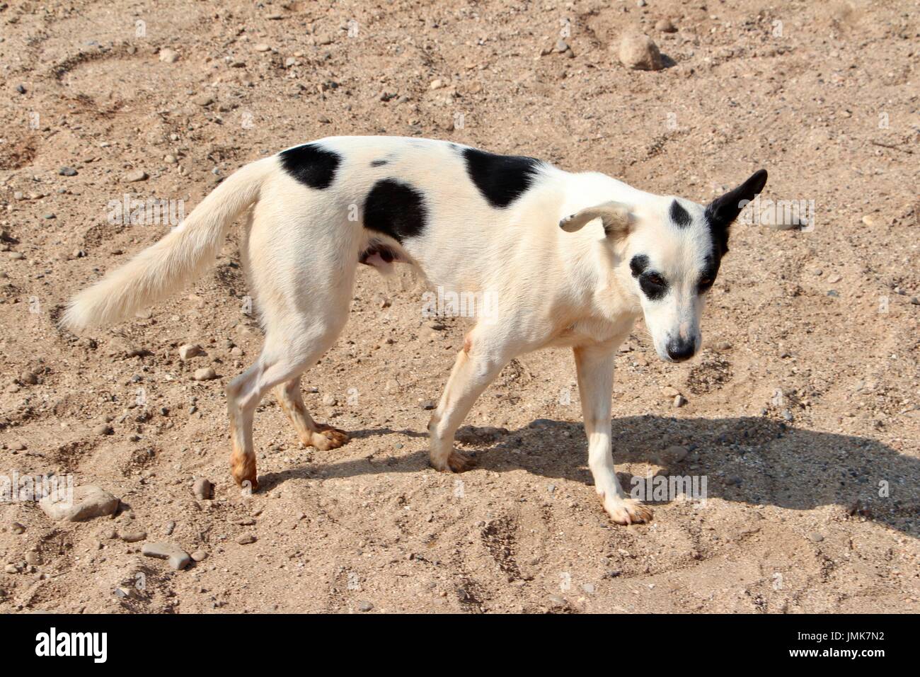 In bianco e nero il cane a Elephant Nature Park Foto Stock