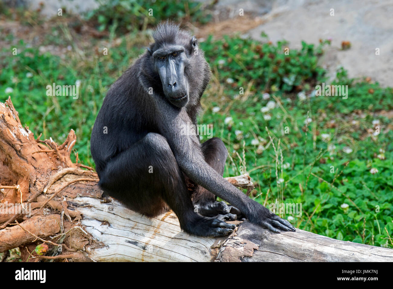 Celebes macaco crestato crestato / nero / macaco Sulawesi macaco crestato / nero ape (Macaca nigra) nativa per l isola indonesiana di Sulawesi Foto Stock
