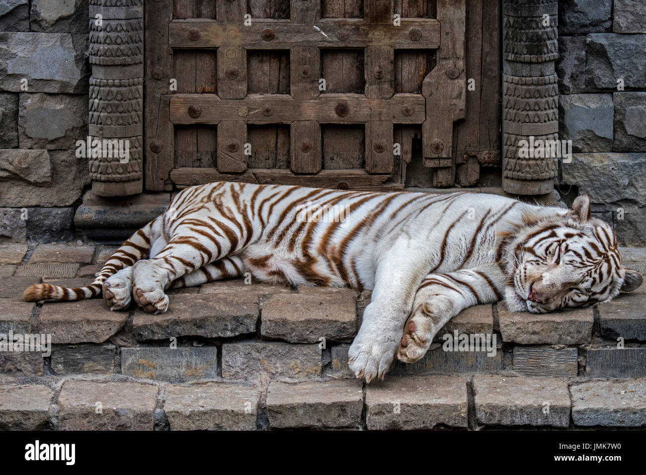 La tigre bianca / imbianchiti tiger (Panthera tigris) variante di pigmentazione della tigre del Bengala, nativo di India Foto Stock