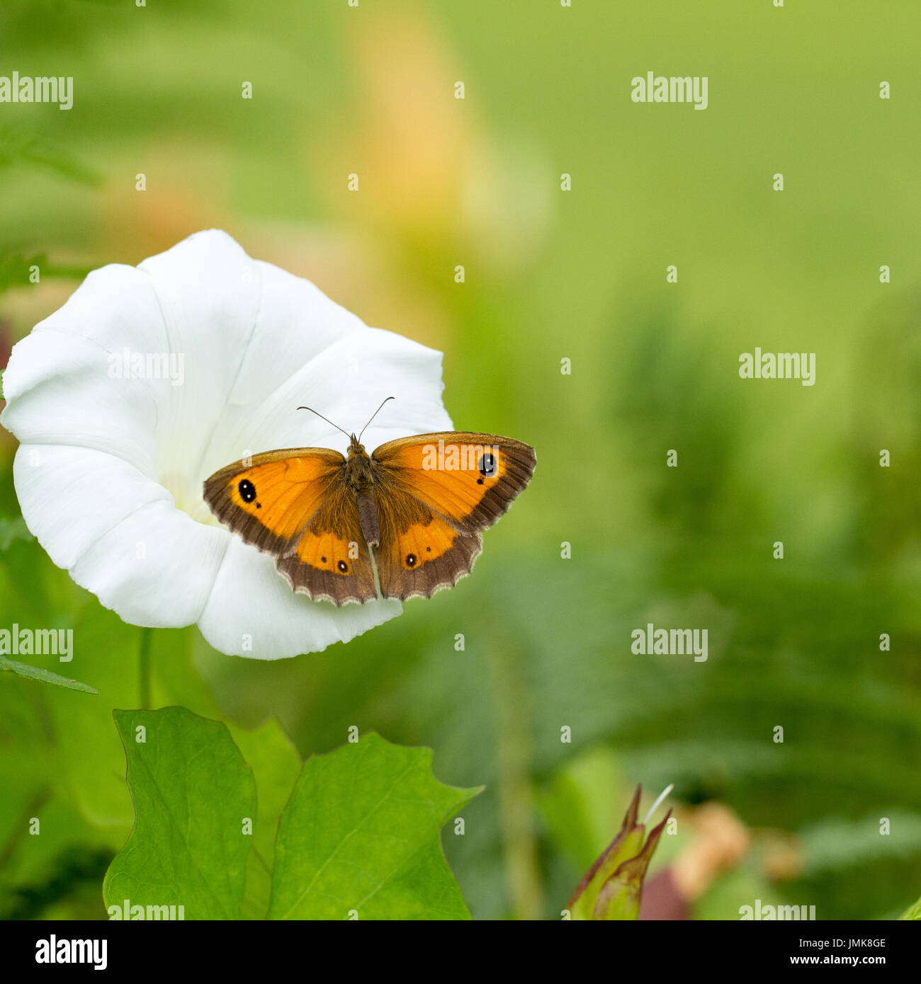 Pyronia tithonus, gatekeeper farfalla o hedge brown in appoggio su di una siepe centinodia fiore in un bosco in inglese su una giornata d'estate Hampshire, Inghilterra, Regno Unito Foto Stock