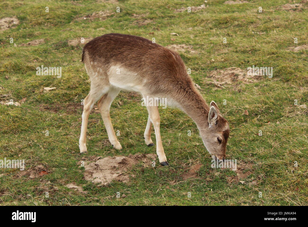 Doe il pascolo in un prato Foto Stock