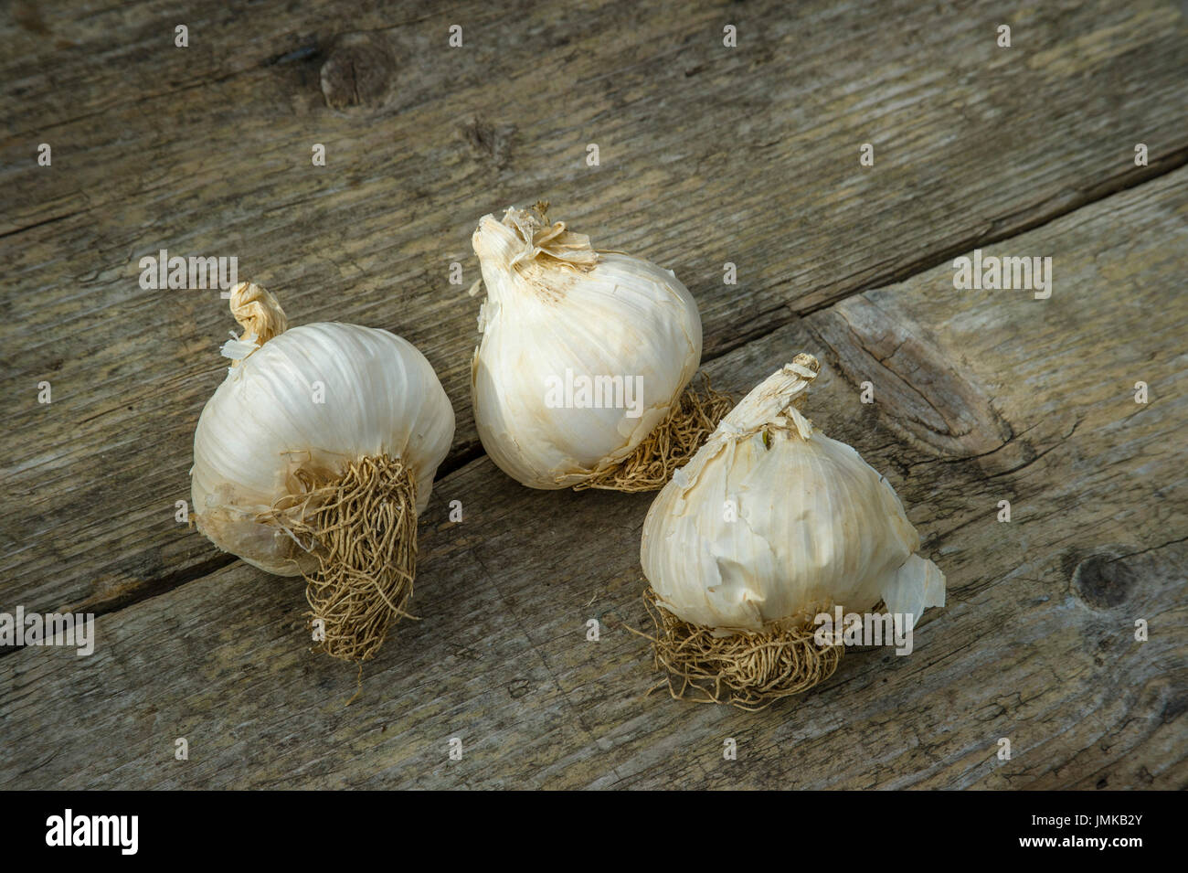 Francese di bulbi di aglio sul tavolo di legno prima di piantare Foto Stock