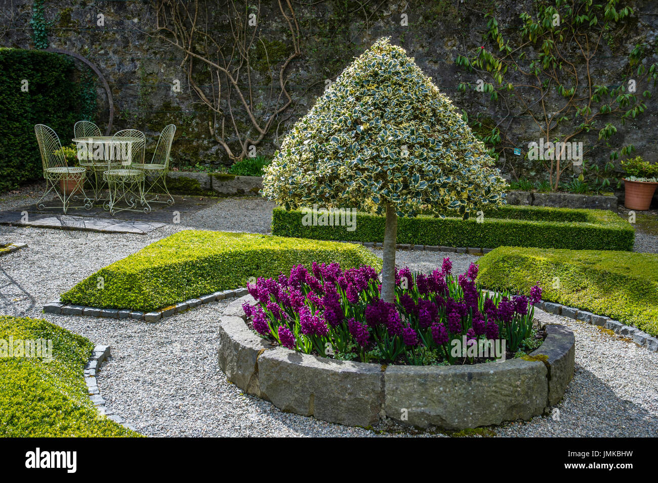 Il garden cottage con standard di Ilex aquifolium 'Silver Queen' e agganciata siepe di buxus sempervirens. Plas Cadnant giardino, Anglesey, Galles del Nord Foto Stock