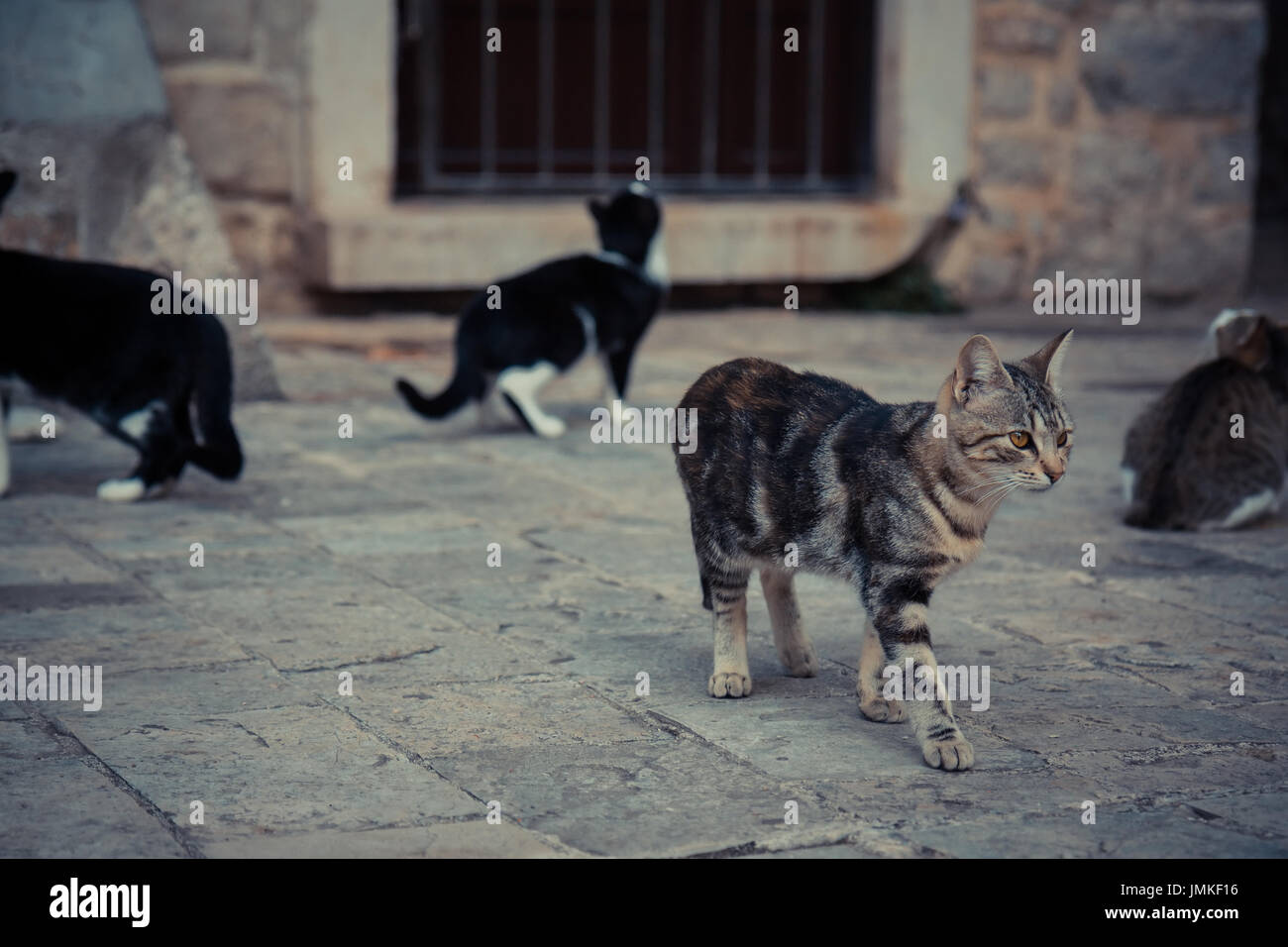 Impressionante il gatto domestico a piedi nella vecchia Europa di città in stile vintage Foto Stock