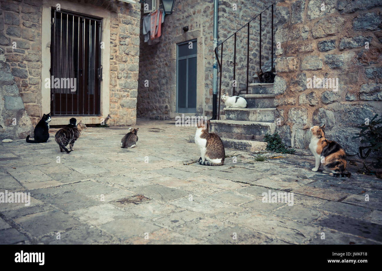 Molto giocoso gatti nella vecchia Europa town street in attesa di cibo in stile vintage Foto Stock