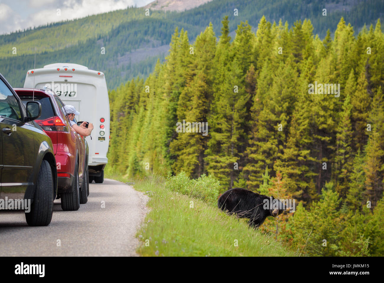 I turisti fotografare un orso selvatico da loro auto nel Parco Nazionale di Banff. Foto Stock