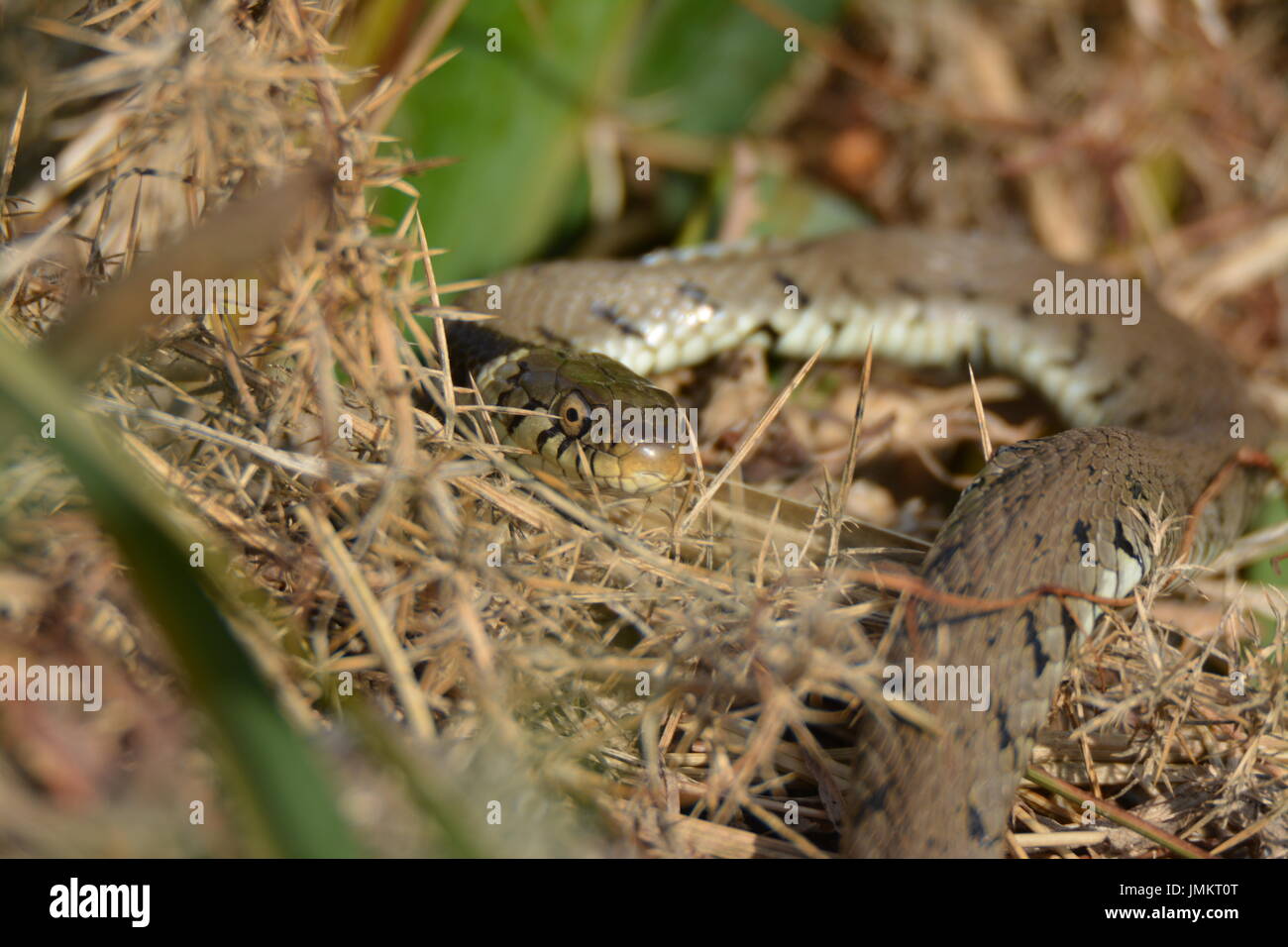 Biscia dal collare (Natrix natrix) Foto Stock