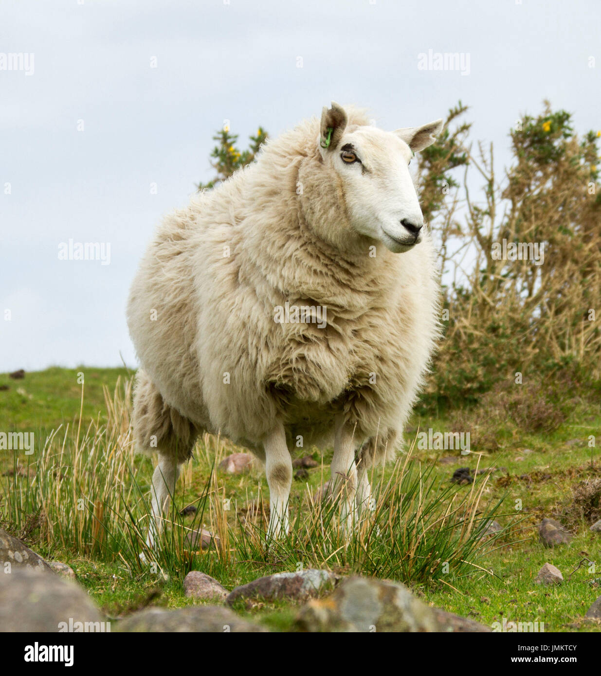 Cheviot pecore, British Heritage razza, con spesso strato di lana, di fronte alla fotocamera, in Inghilterra Foto Stock