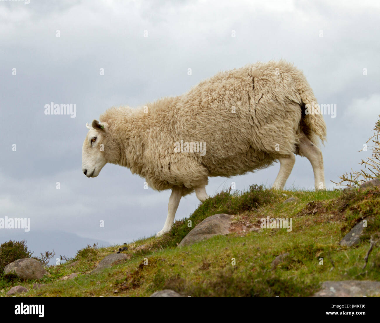 Cheviot pecore, British Heritage razza, sulla collina contro il cielo in tempesta, in Inghilterra Foto Stock