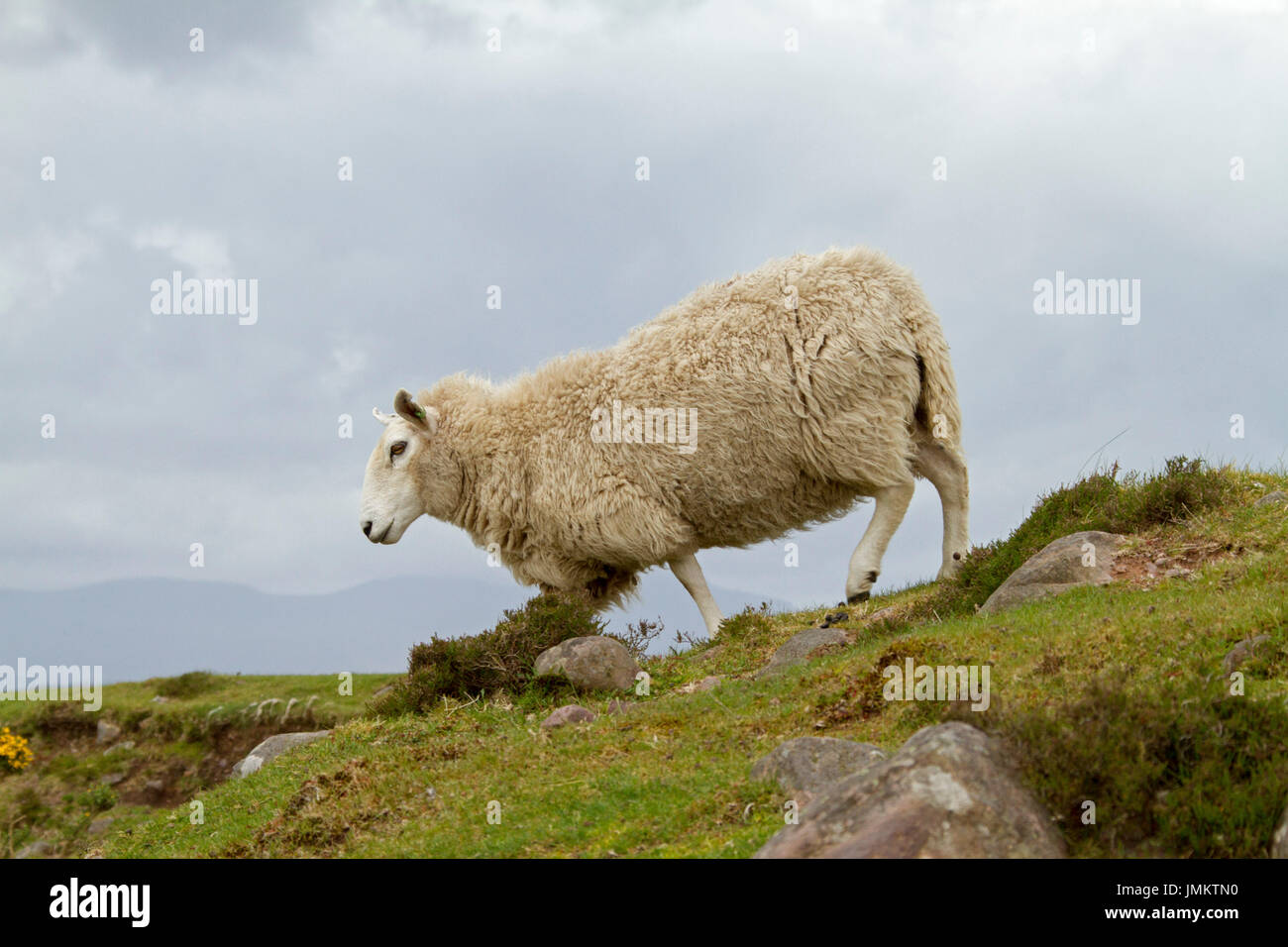 Cheviot pecore, British Heritage razza, sulla collina contro il cielo in tempesta, in Inghilterra Foto Stock