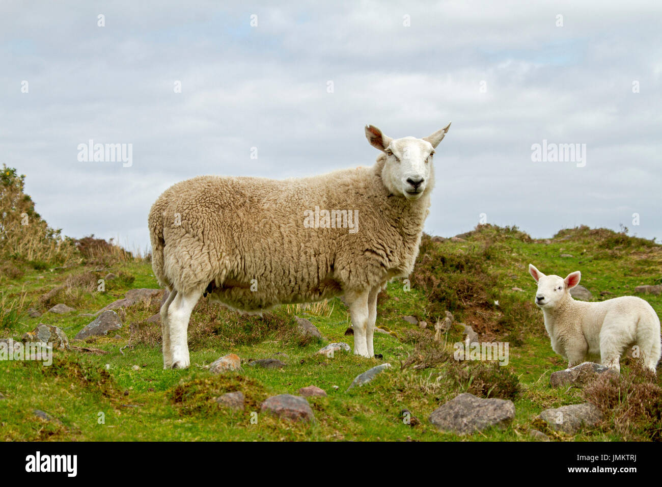 Cheviot Pecora con agnello, sia fissando la telecamera, in Inghilterra Foto Stock