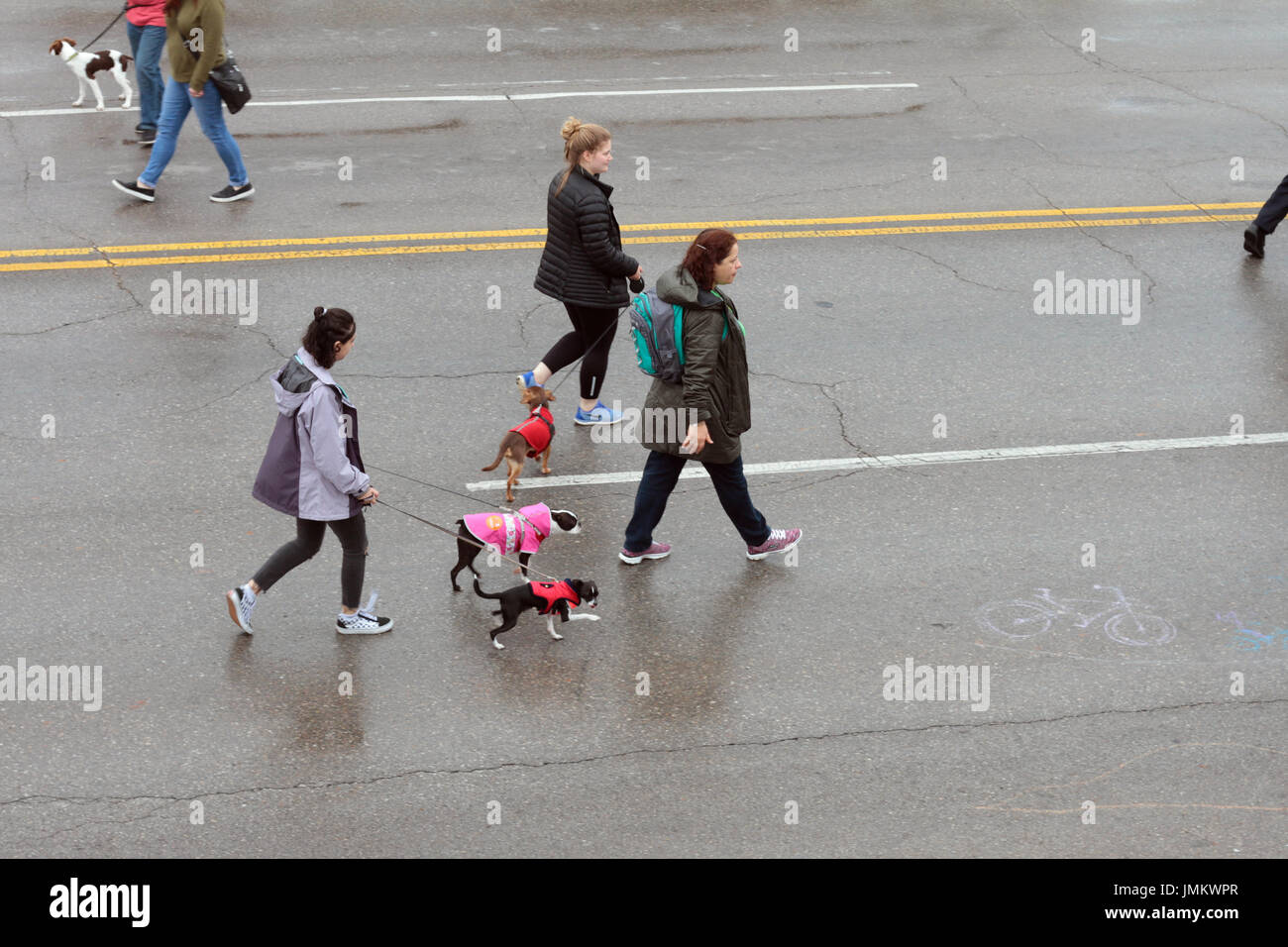 Un gruppo di donne a piedi i loro cani su una strada sotto la pioggia. Foto Stock